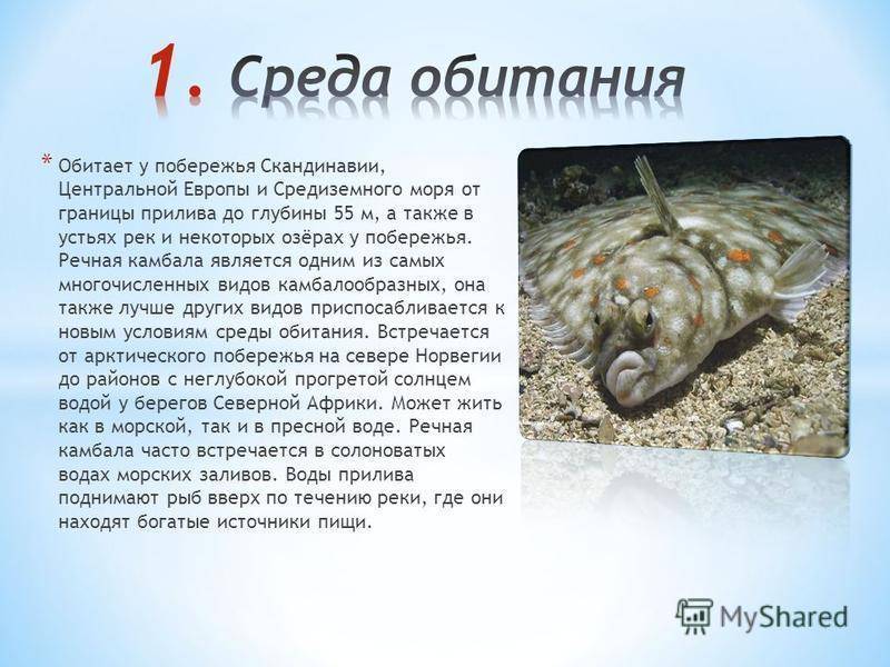 Хоки рыба: польза и вред, где водится, семейство, рецепты