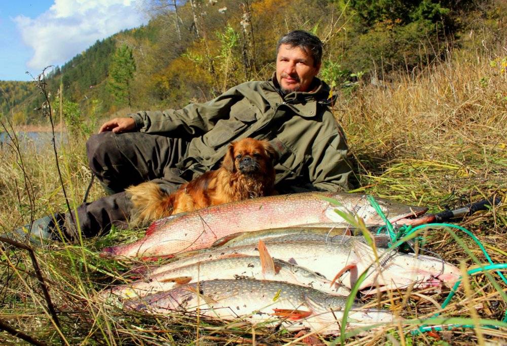 Окунь на отмели, щука в тростнике, сом на свале: где искать осеннего хищника?