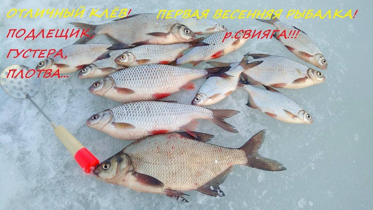 Всё о ловле густеры: повадки, наживка, время ловли