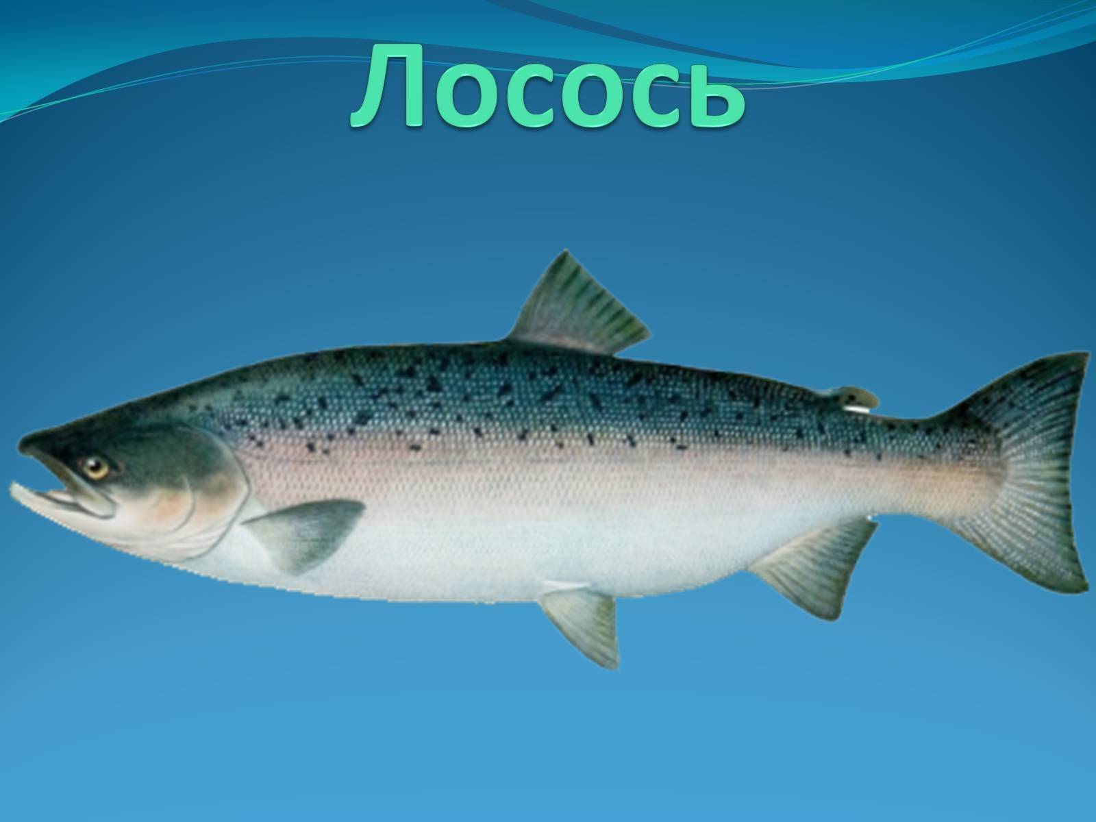 Рыбы фото и описание – каталог морских и пресноводных рыб 🎣 prorybu.ru
