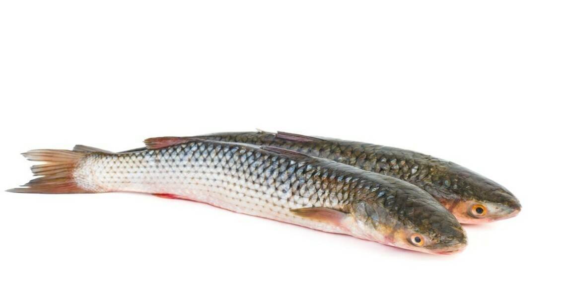 Рыба лобан (чёрная кефаль): польза и вред, калорийность, рецепт приготовления в духовке