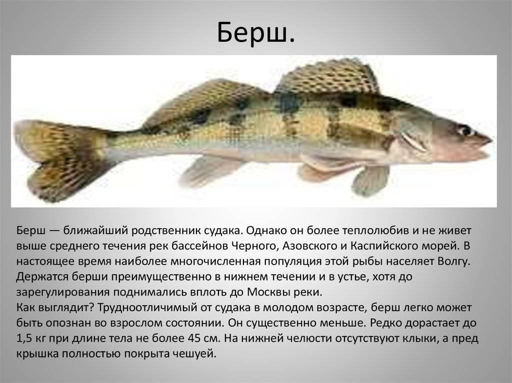 ᐉ бёрш с зеленой начинкой - рыбные рецепты - ✅ ribalka-snasti.ru