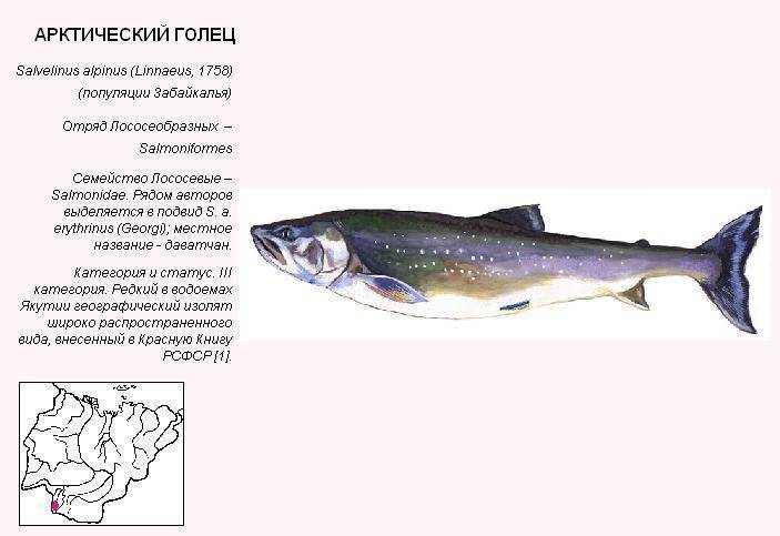 Голец рыба. образ жизни и среда обитания рыбы голец | животный мир
