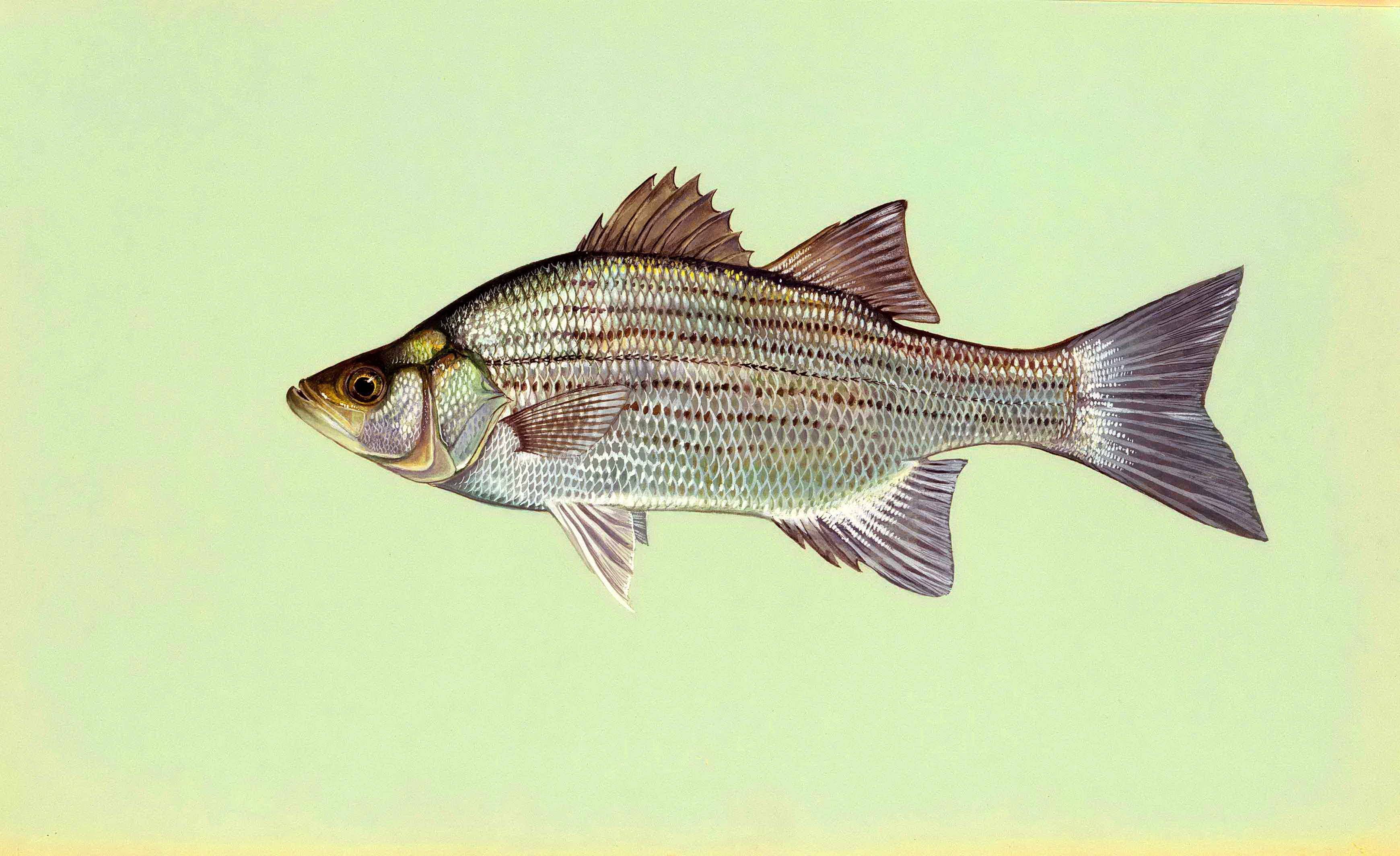 Басс прибрежный фото и описание – каталог рыб, смотреть онлайн