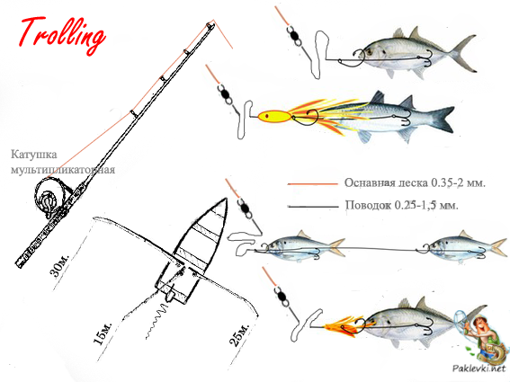 Ловля лосося: где и когда ловить, обзор приманок и снастей