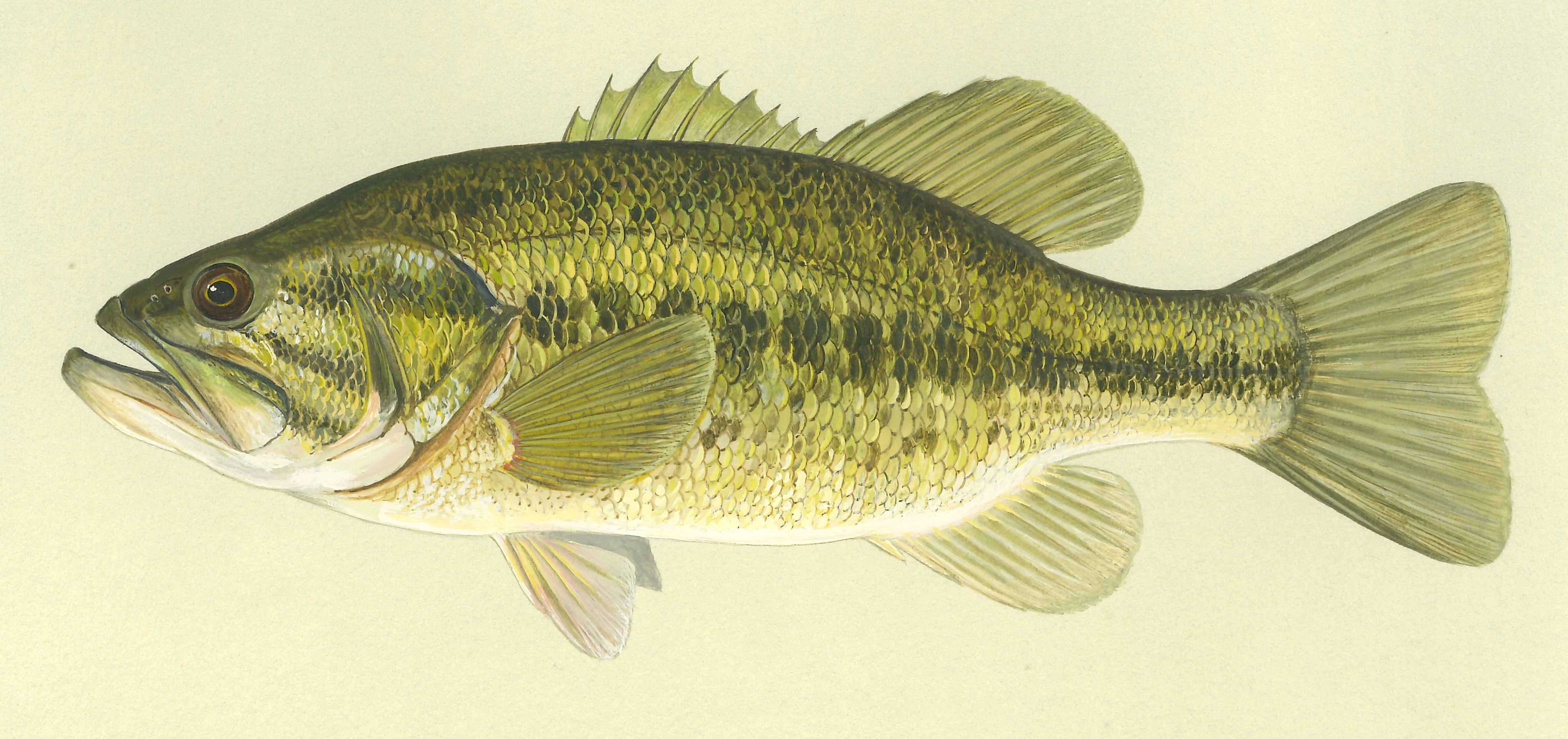 Бопс фото и описание – каталог рыб, смотреть онлайн