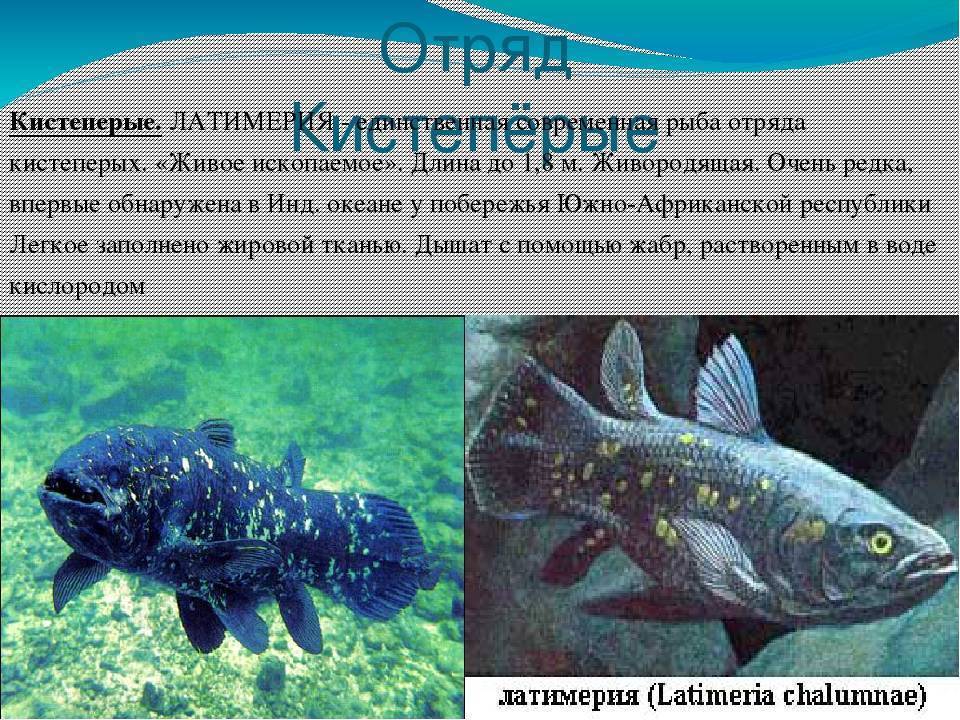 Самая древняя живая рыба — латимерия. 100 великих рекордов живой природы