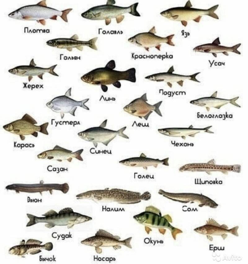Речная рыба: какая рыба плавает в озерах и реках, виды, названия