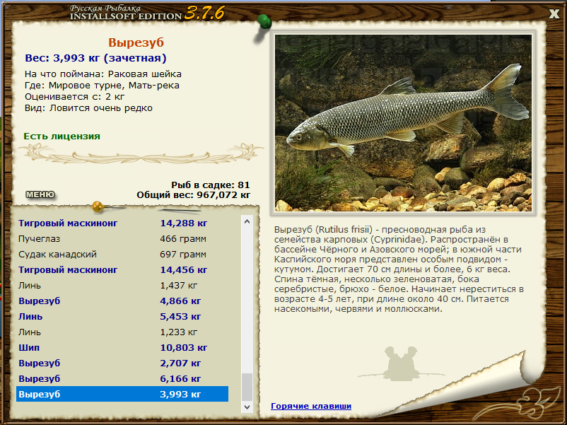 Как выглядит рыба кутум: описание вида и способы ловли
