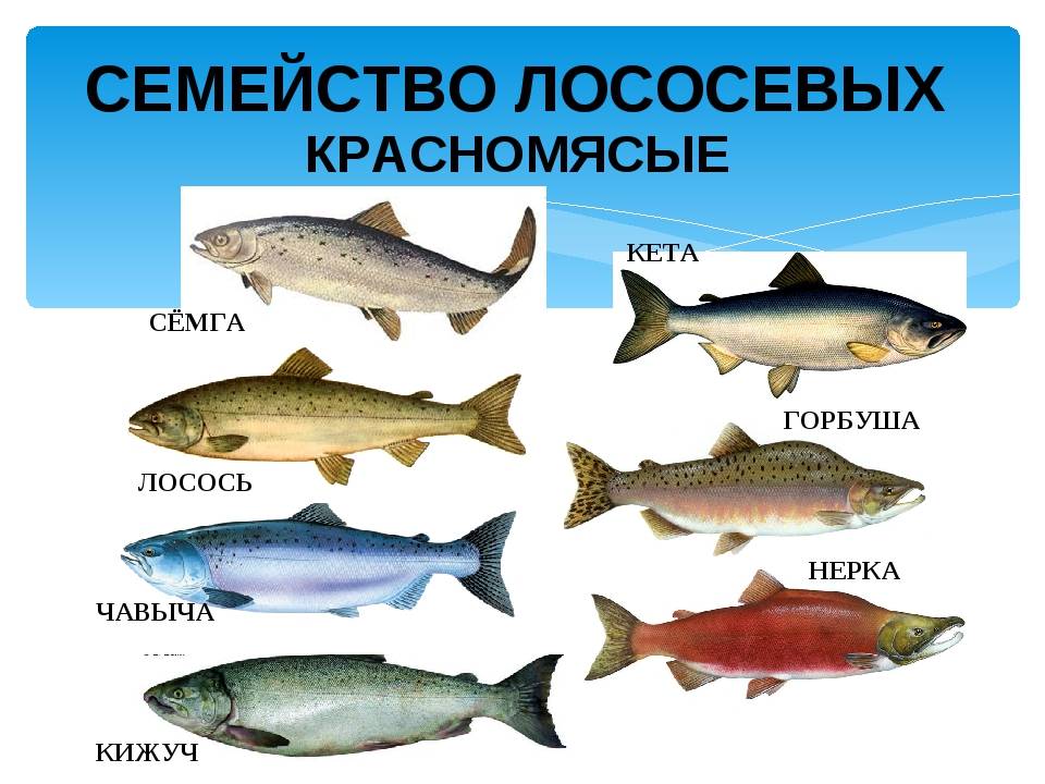 Красная рыба кета: как выглядит, где водится, как выбрать вкусную