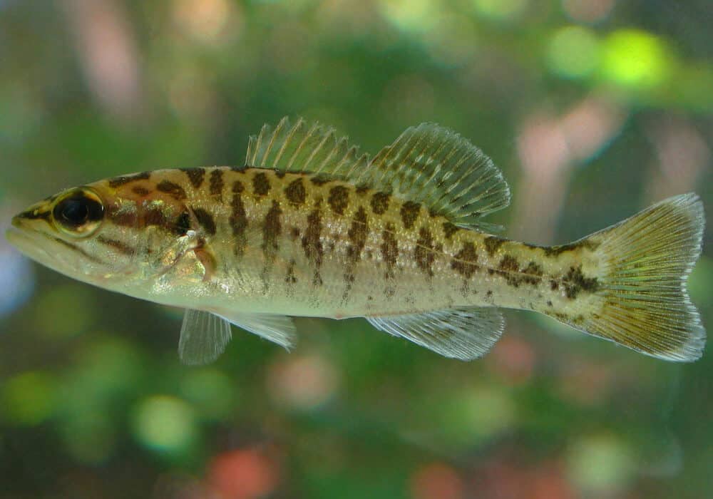 Рыба красноглазка: фото, где водится, описание, среда обитания