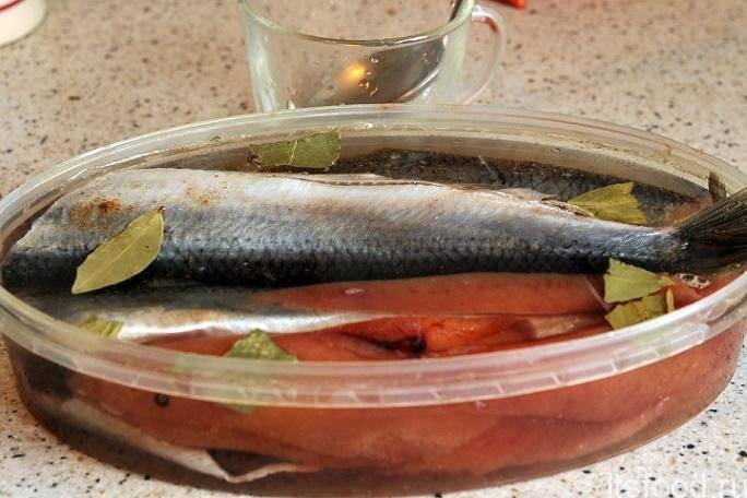 Как засолить селёдку быстро. пошаговые фото рецепты, соления сельди в домашних условиях
