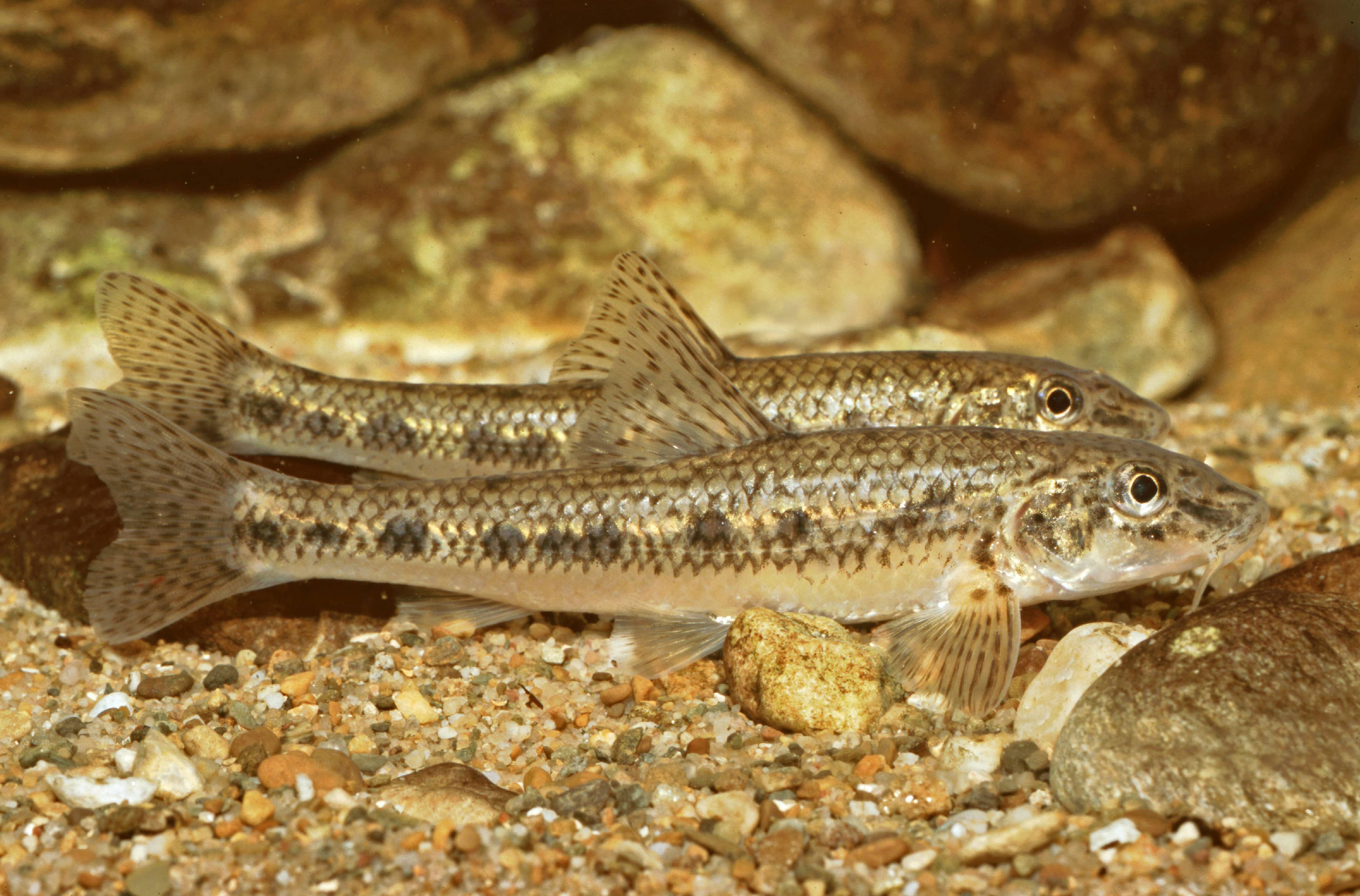 Рыба пескарь: описание, виды, образ жизни, среда обитания и размножение