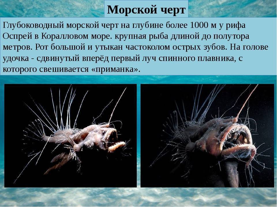 Рыба таррария с фонариком на лбу: характеристика, где обитает