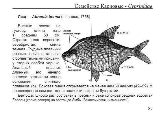 Рыба лещ: как выглядит, чем питается, описание, где обитает