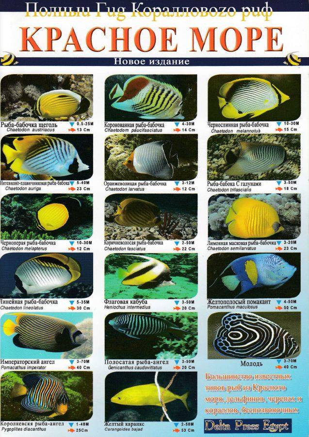 Рыбы красного моря: каталог названий — ribnydom.ru