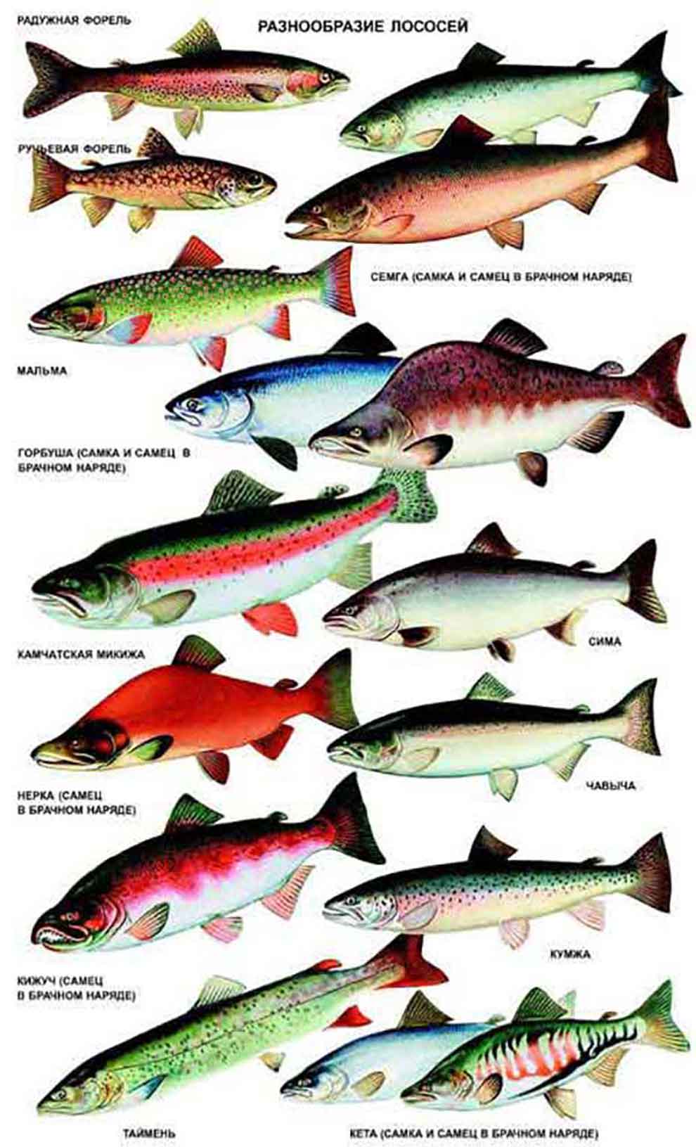 Мифы и правда о лососе и семге - почему рыба красная, какая лучше