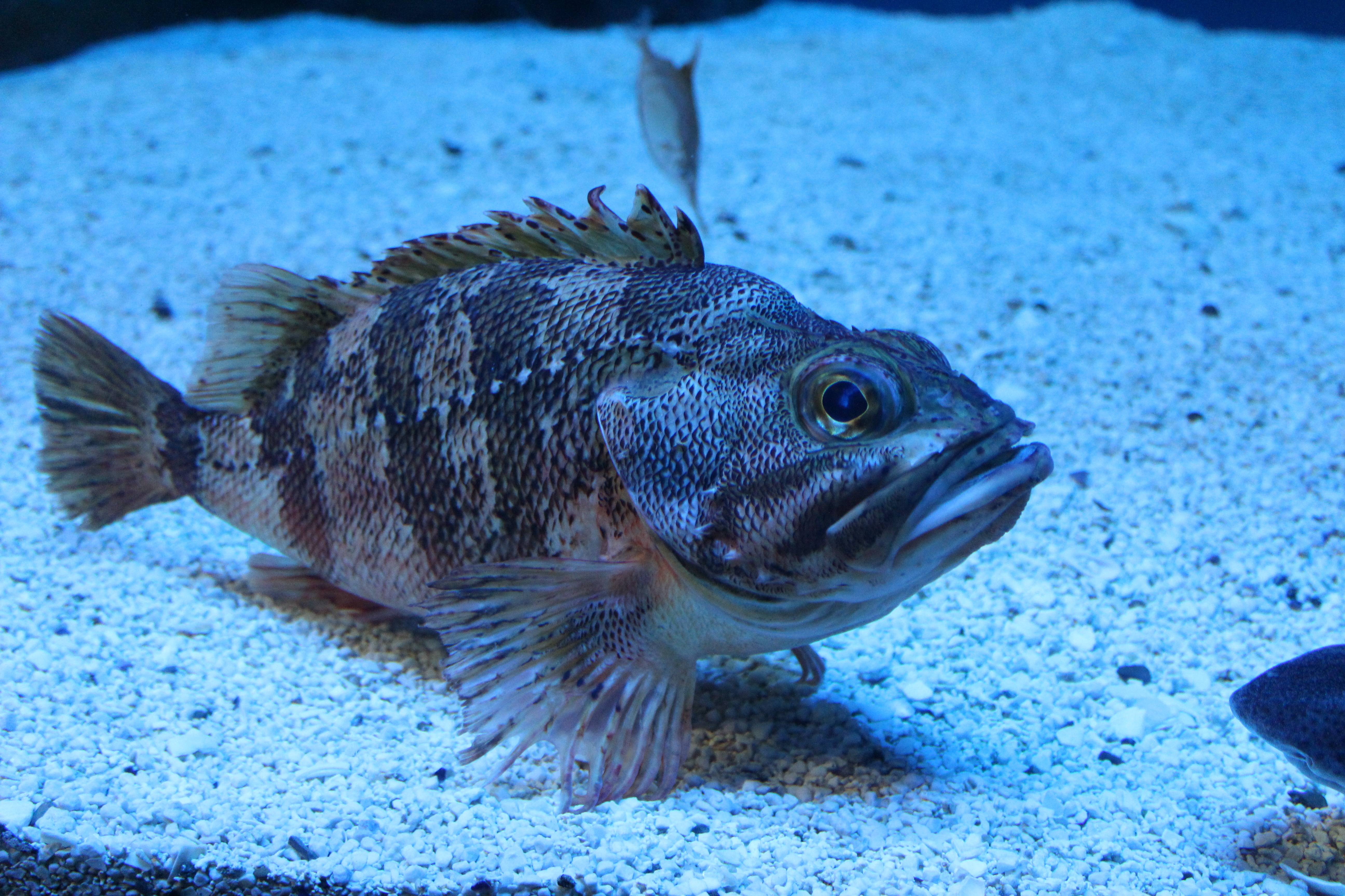 Окунь солнечный краснобрюхий фото и описание – каталог рыб, смотреть онлайн