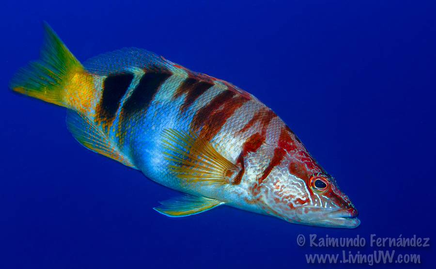 Рыба «Каменный окунь-зебра» фото и описание