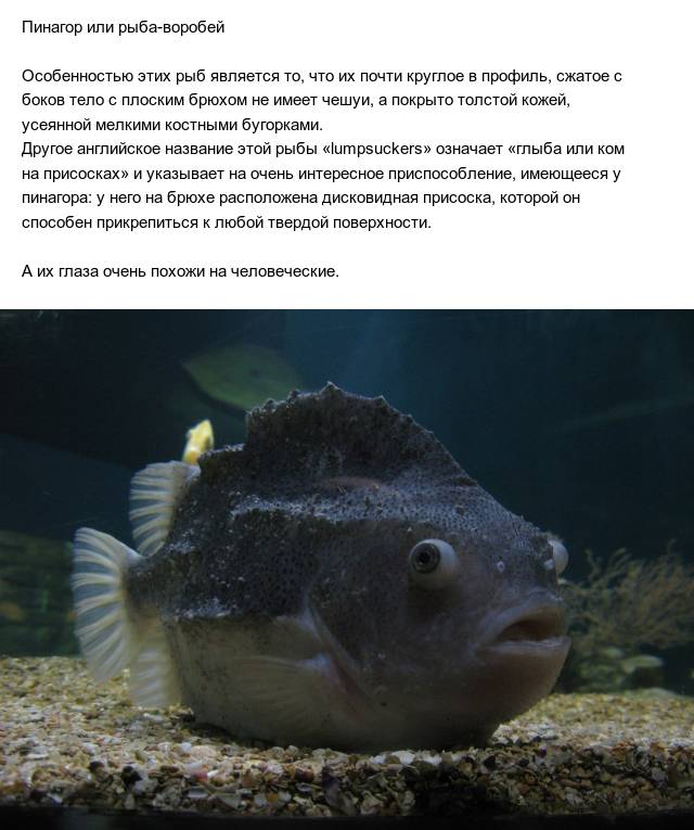 Рыба «пузанок» фото и описание