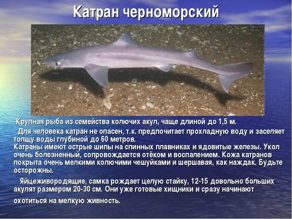 Катран: черноморская колючая акула, что это за рыба, опасна ли для человека, фото и описание, размеры