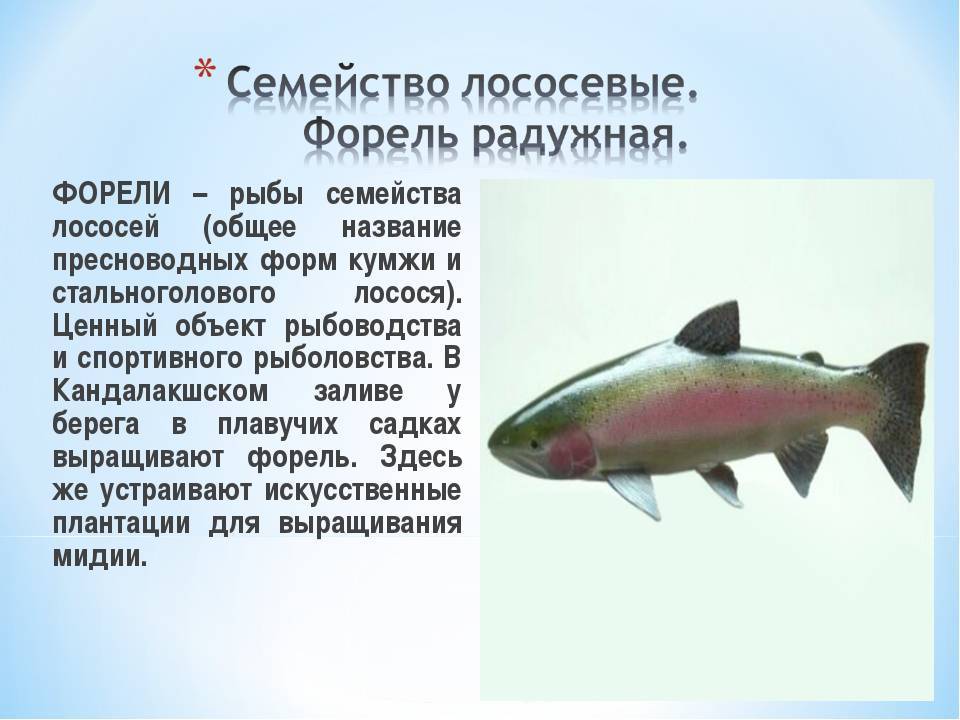 Рыба кета: польза и возможный вред | польза и вред