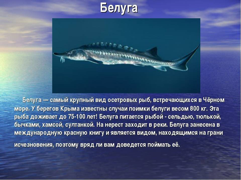 Самая большая белуга: подтвержденные факты