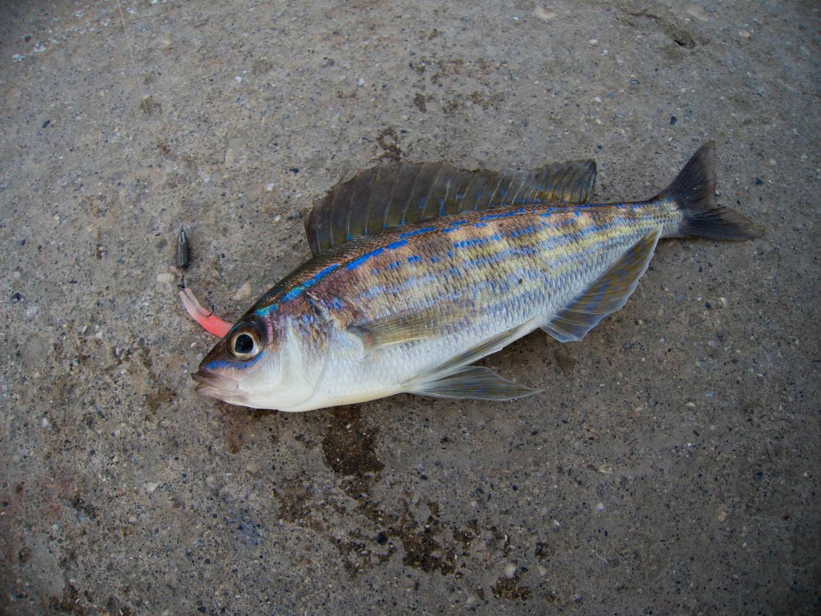 Рыба «лопатонос белый» фото и описание