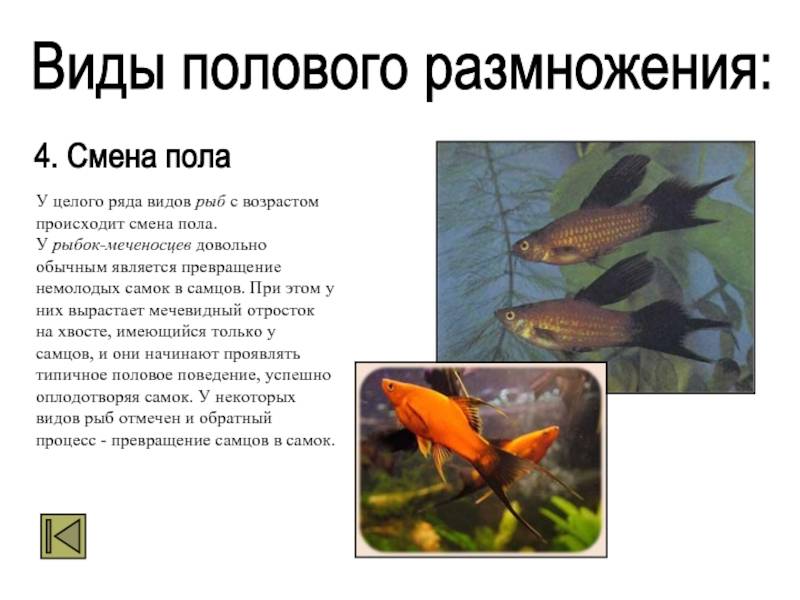 Меченосец