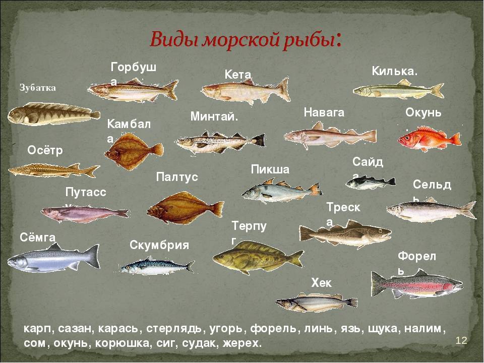 Весь список морской рыбы