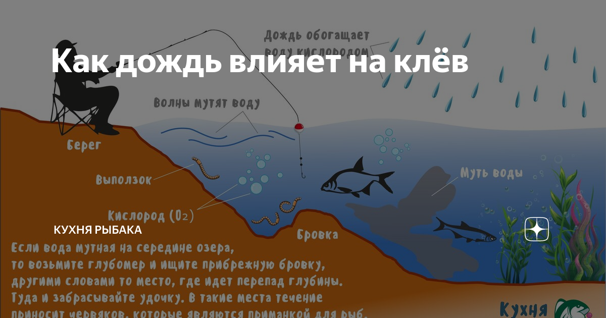 Почему не клюет рыба, как заставить клевать, советы рыбакам