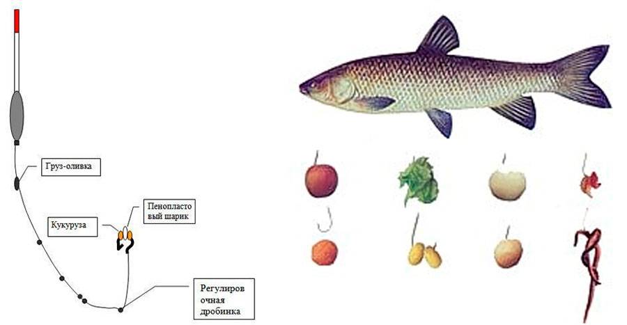 Голавль рыба. образ жизни и среда обитания рыбы голавль