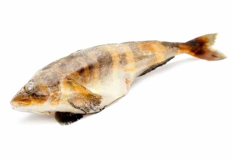 Рыба «окунь нильский» фото и описание