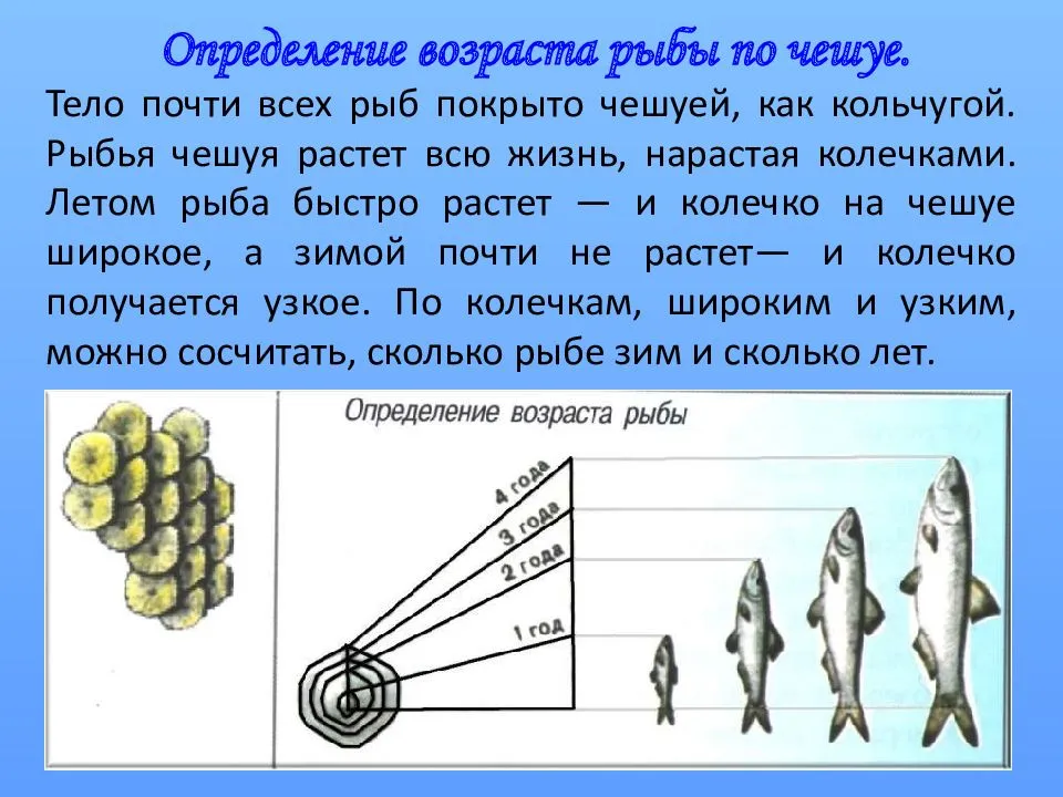 Как по чешуе узнать возраст рыбы. как можно определить возраст рыбы