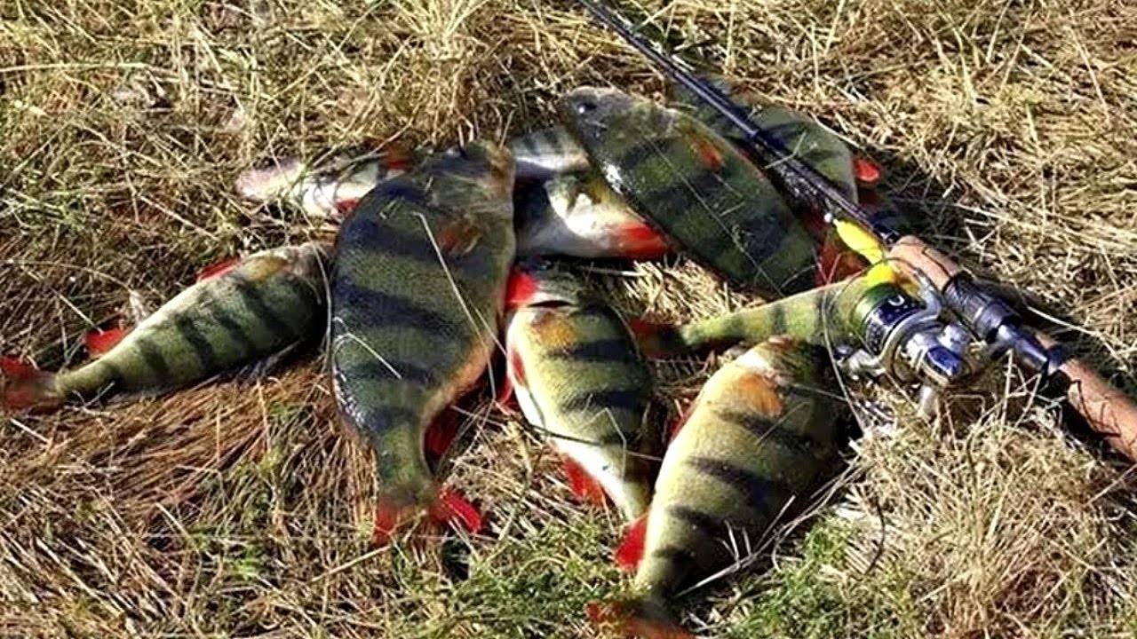 Ловля хариуса осенью: эффективные способы и подбор приманок