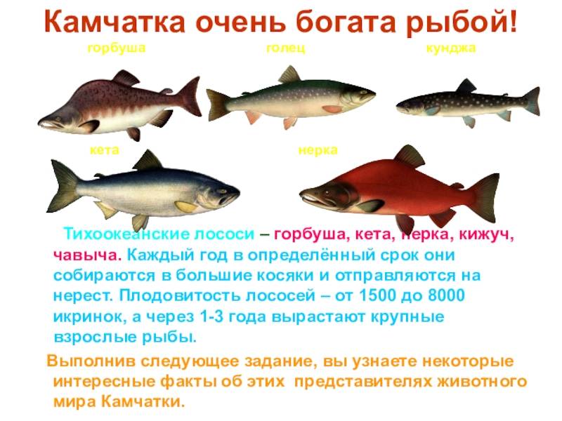 Рыба нерка: где обитает, полезные свойства и рецепты приготовления