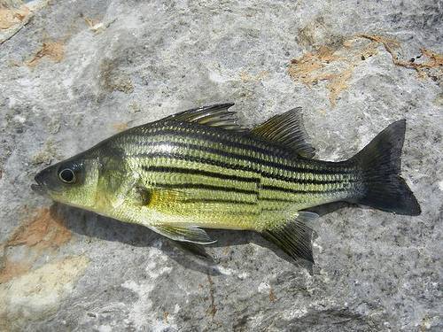 Рыба «басс прибрежный» фото и описание