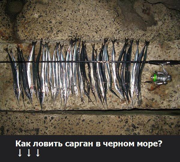 Рыба сарган: фото, ареал обитания в черном море, особенности питания, как ловить