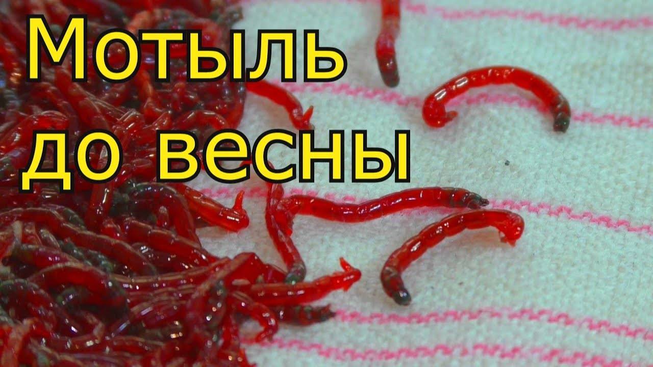 Живая наживка для рыбалки: хранение мотыля, опарыша и червя