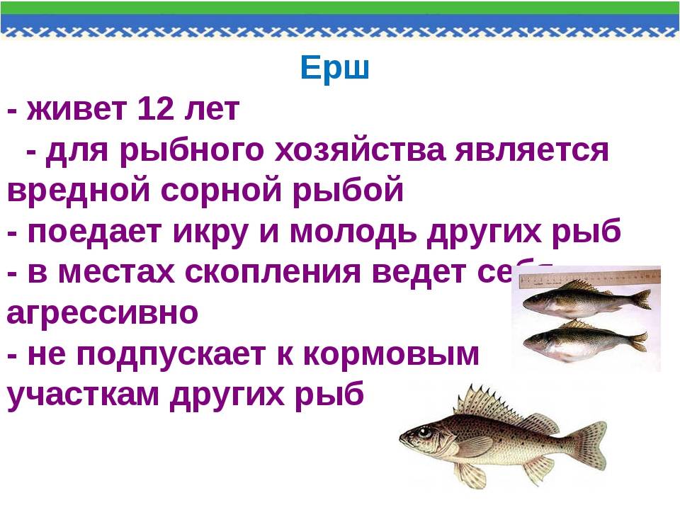 Тугунок рыба паразиты