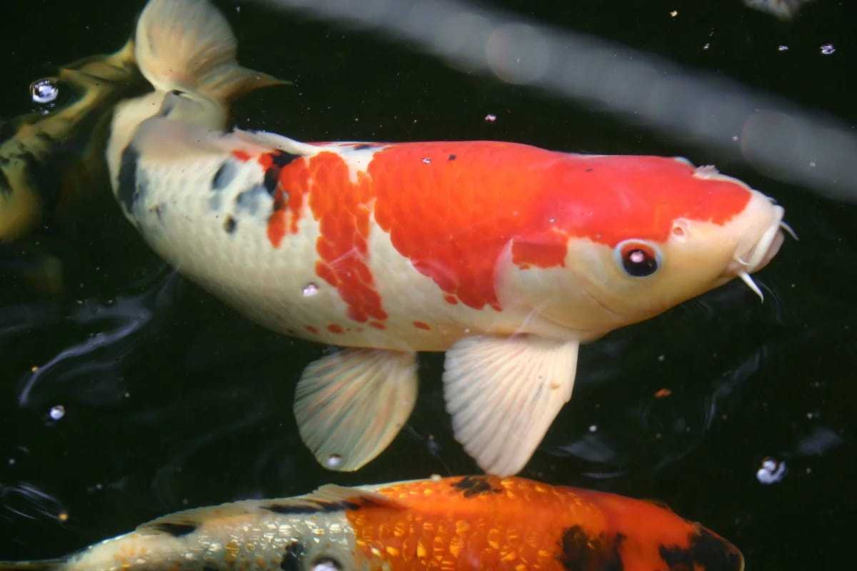 Карп японский кои фото и описание – каталог рыб, смотреть онлайн