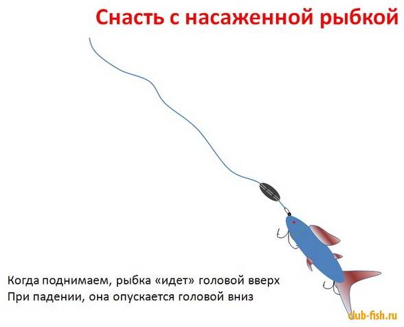 Ловля судака в отвес с лодки: (снасти, место, время и техника ловли)