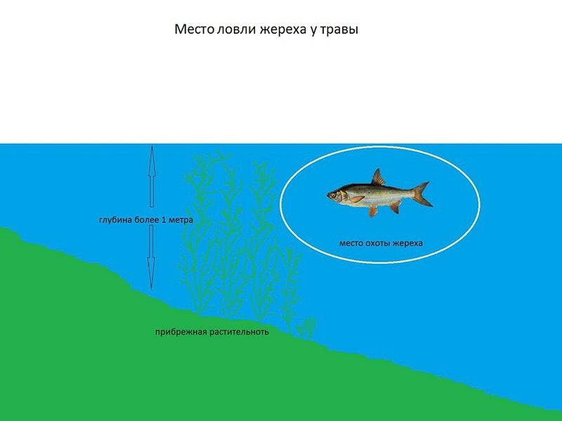 Ловля жереха на спиннинг - читайте на сatcher.fish