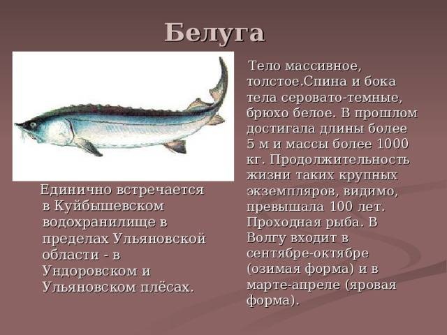 Рыба белуга: фото и описание, вес самой большой выловленной рыбы, промысловая ценность_ | kupilovi.ru