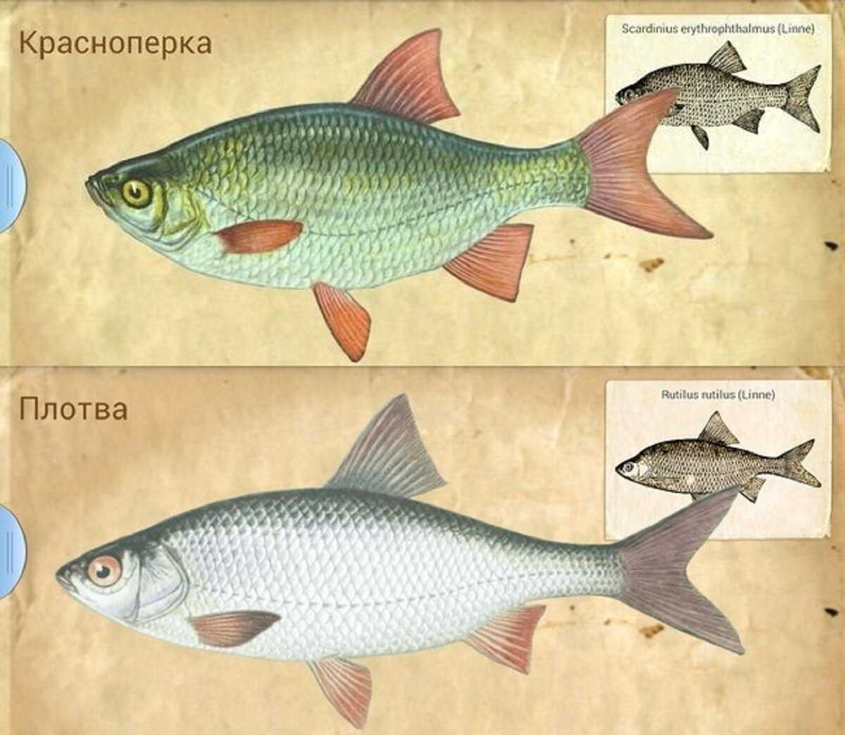 Язь рыба: как выглядит, где водится, когда нерест язя