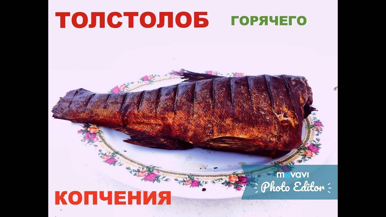 Толстолобик холодного, горячего копчения в домашних условиях: как мариновать, как коптить