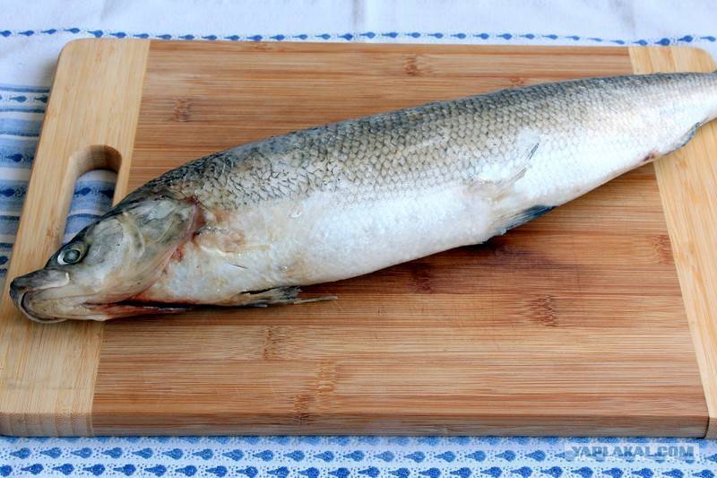 Рыба муксун – рецепты приготовления