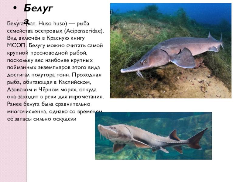 Рыба белуга
