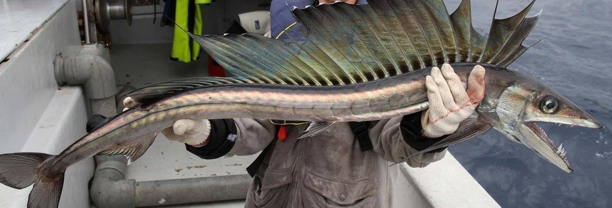 Рыбы фото и описание – каталог морских и пресноводных рыб 🎣 prorybu.ru