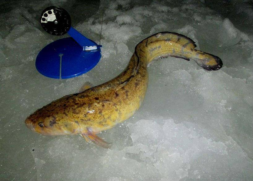 Секреты зимней ловли налима на жерлицы - читайте на сatcher.fish